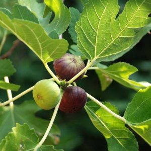 Fig Tree, Anjeer Fruit, Common Fig Fruit - Plant