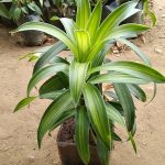 Giftnplants-Pleomele-Song-Of-India