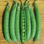 Peas Azad P 3 – Desi Vegetable Seeds