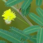 Yellow-Lajwanti-plants.jpg