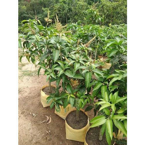 all-time-mango-plant-500x500