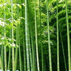 bambusa-arundinacea-seeds-424x579