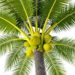 coconut-palm-tree-500x500