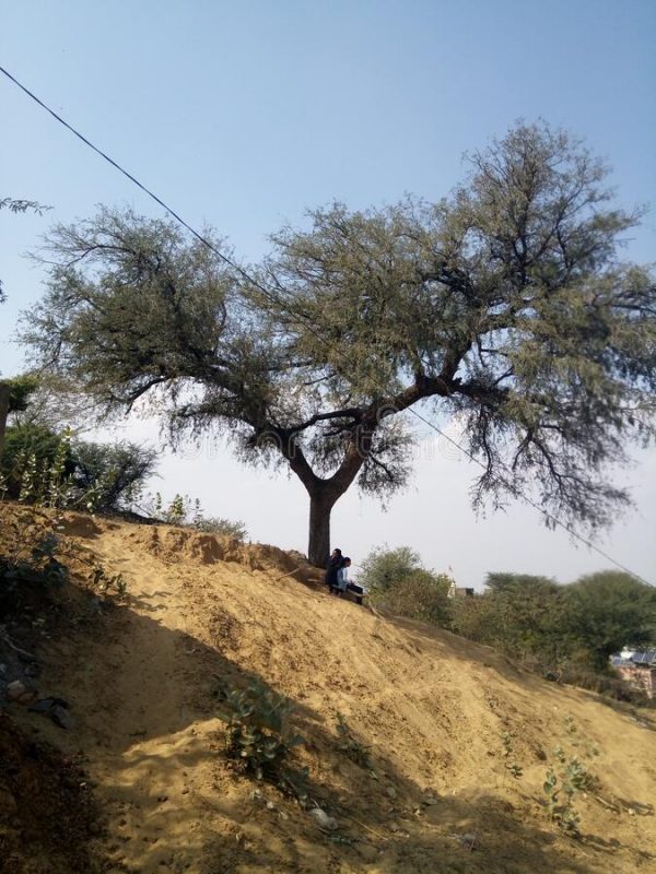 khejri-tree-year-old-ajeet-garh-jhunjhunu-rajasthan-khejri-tree-year-old-171416819