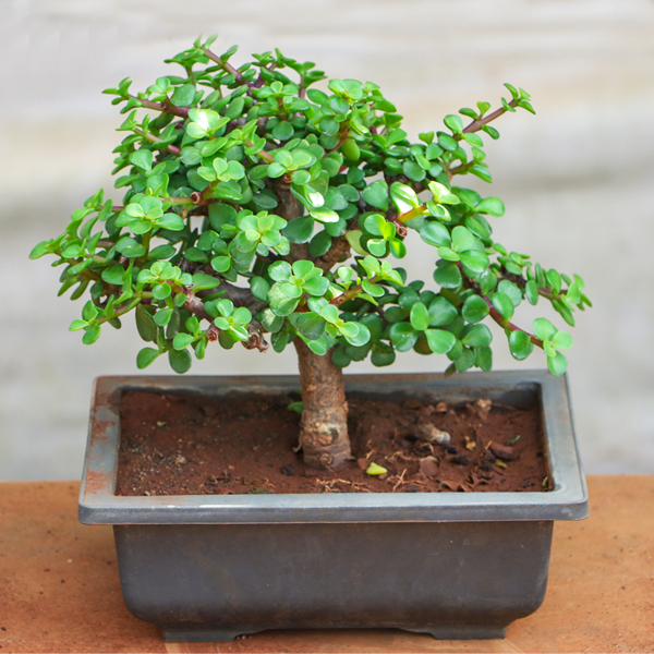 nurserylive-jade-bonsai-plant-2