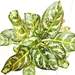 nurserylive-plants-aglaonema-commutatum-malay-beauty-plant-16968574828684_75x75_crop_center.jpg