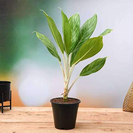 nurserylive-plants-aglaonema-stripes-plant-16968577155212_425x425.jpg
