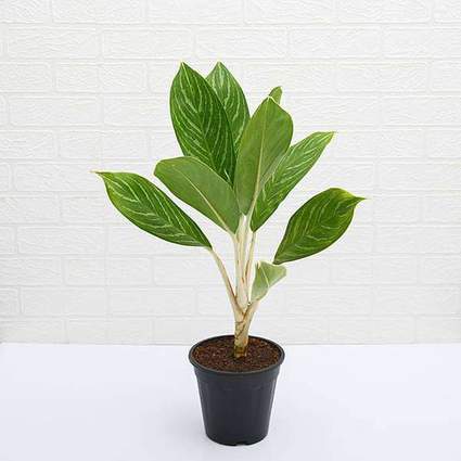 nurserylive-plants-aglaonema-stripes-plant-16968577187980_425x425.jpg