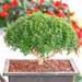 nurserylive-plants-buxus-bonsai-plant-16968671428748_75x75_crop_center.jpg