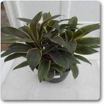 nurserylive-plants-cordiline-dracaena-plant-16968795488396_300x300.jpg