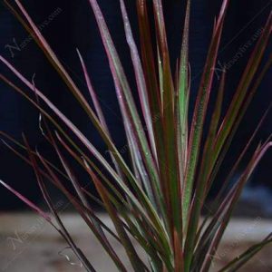 nurserylive-plants-dracaena-colorama-plant-16968830517388_425x425.jpg
