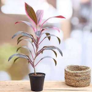 nurserylive-plants-dracaena-mahatma-cordyline-terminalis-mahatma-plant-16968830910604_425x425.jpg