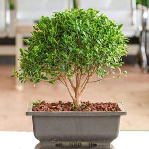 nurserylive-plants-ficus-microcarpa-bonsai-plant-16968856797324_425x425.jpg