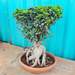 nurserylive-plants-ficus-panda-bonsai-plant-16968859254924_75x75_crop_center.jpg