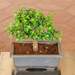 nurserylive-plants-jade-bonsai-plant-16968841232524_75x75_crop_center.jpg