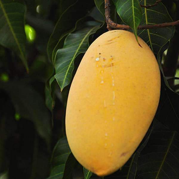 nurserylive-plants-mango-tree-alphonso-grafted-plant-16969020702860_600x
