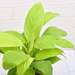 nurserylive-plants-peace-lily-spathiphyllum-golden-plant-16969163178124_75x75_crop_center.jpg