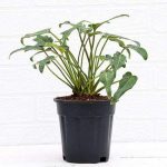 nurserylive-plants-philodendron-xanadu-green-plant-16969189425292_425x425.jpg