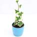 nurserylive-plants-variegated-english-ivy-plant-16969414082700_75x75_crop_center.jpg
