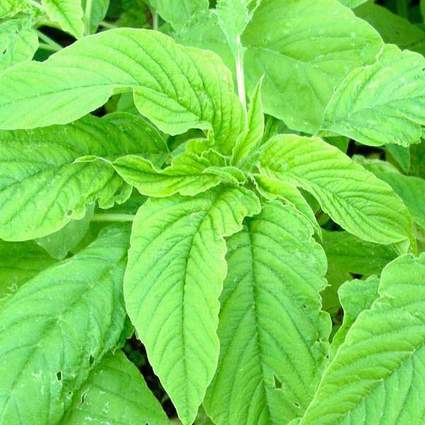 nurserylive-seeds-choulai-green-edible-amaranthus-green-edible-desi-vegetable-seeds-16968782708876_425x425.jpg