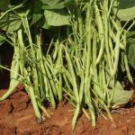 nurserylive-seeds-france-beans-selection-9-desi-vegetable-seeds-16968866857100_425x425.jpg