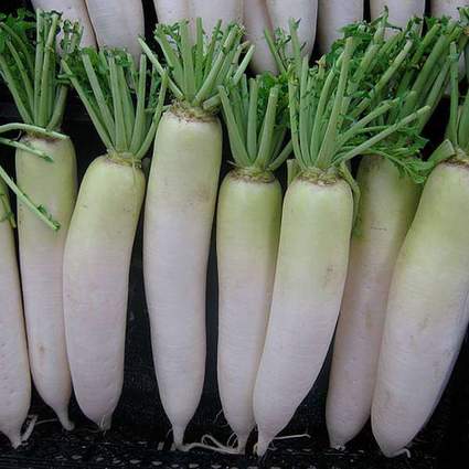 nurserylive-seeds-radish-japani-white-desi-vegetable-seeds-16969237037196_425x425.jpg