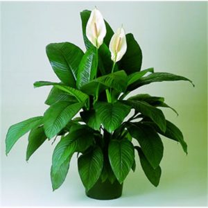 peace-lily-plantslive