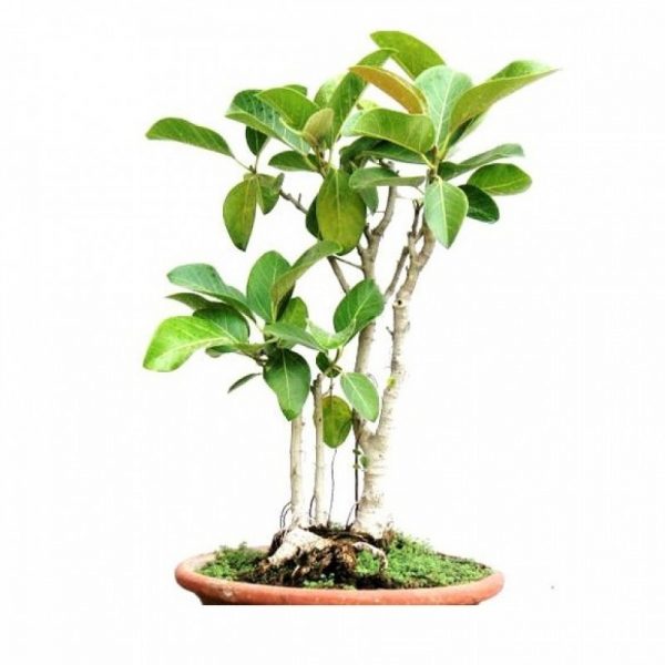 pg-banyan-tree-bonsai-1-800x800