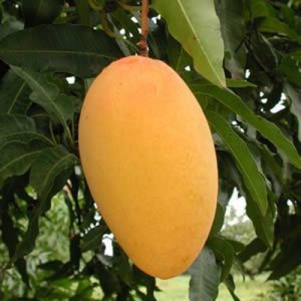 pg-mango-amrapali-800x800 (1)