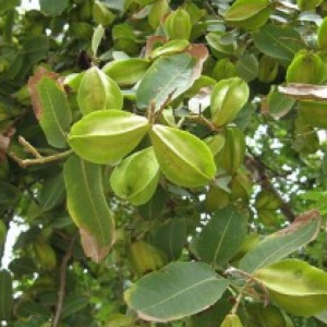 plants-guru-avenue-tree-terminalia-arjuna-800x800