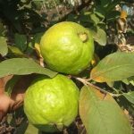 vnr-guava-plant-1574608469-5168836