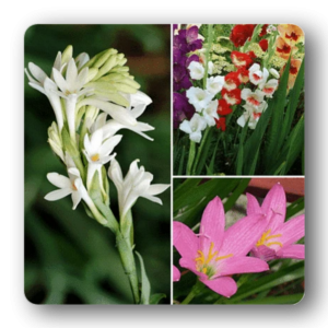 YEAR ROUND SOWING BULBS (10C TO 34C)