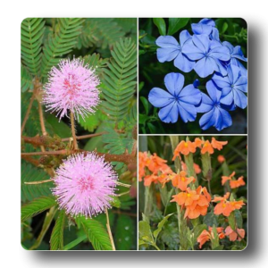 Top 10 Flowering Plants