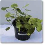 nurserylive-plants-brahmi-gotu-kola-centella-asiatica-plant-16968655044748_300x300