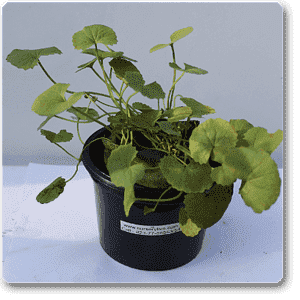 nurserylive-plants-brahmi-gotu-kola-centella-asiatica-plant-16968655044748_300x300