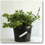 nurserylive-plants-mentha-piperita-peppermint-plant-16969025716364_300x300
