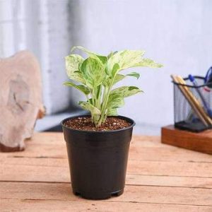 nurserylive-plants-money-plant-marble-queen-plant-16969032859788_362x362