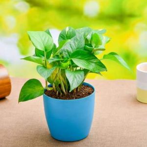 nurserylive-plants-money-plant-scindapsus-green-plant-16969031385228_362x362