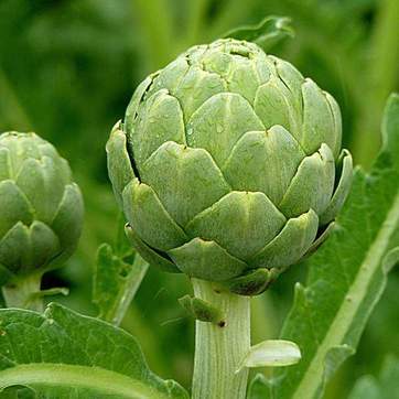 nurserylive-seeds-artichoke-green-globe-vegetable-seeds-16969049735308_362x362