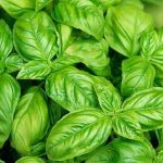 nurserylive-seeds-basil-leaf-italian-broad-herb-seeds-16969050914956_362x362