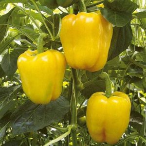 nurserylive-seeds-bellpepper-mini-yellow-imported-vegetable-seeds-16968626569356_520x520