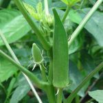 nurserylive-seeds-bhindi-okra-f1-no-3-vegetable-seeds-16969055043724_405x405