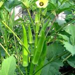 nurserylive-seeds-bhindi-okra-f1-sujata-vegetable-seeds-16969055109260_520x520