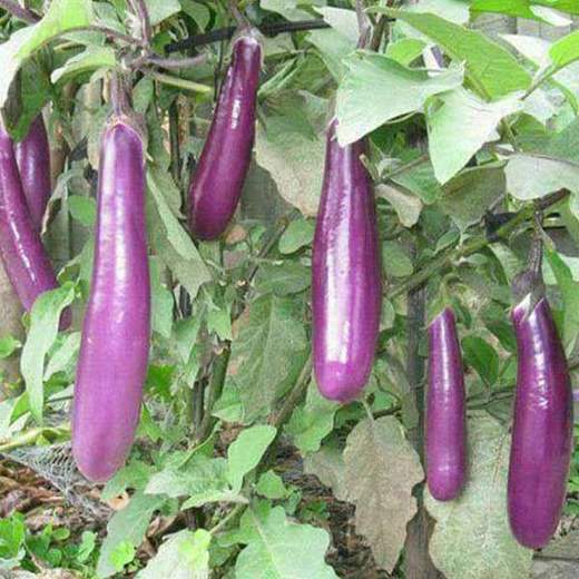 nurserylive-seeds-brinjal-light-purple-long-organic-vegetable-seeds-16968661893260_520x520
