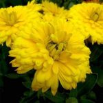 nurserylive-seeds-calendula-bon-bon-yellow-flower-seeds-16969062187148_362x362