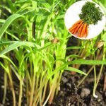 nurserylive-seeds-carrot-green-leaf-microgreen-seeds-16968687747212_520x520