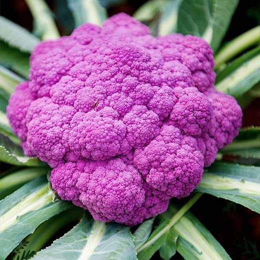 nurserylive-seeds-cauliflower-di-sicilia-violetto-vegetable-seeds-16969063465100_520x520