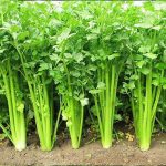 nurserylive-seeds-celery-organic-herb-seeds-16968703344780_520x520