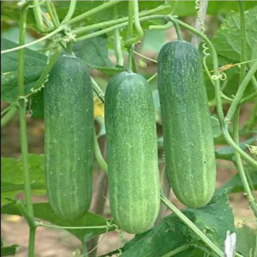 nurserylive-seeds-cucumber-green-organic-vegetable-seeds-16968806334604_520x520 (1)