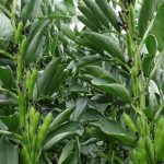 nurserylive-seeds-fava-beans-selection-bakla-vegetable-seeds-16969071722636_520x520